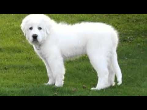 great pyrenees temperament