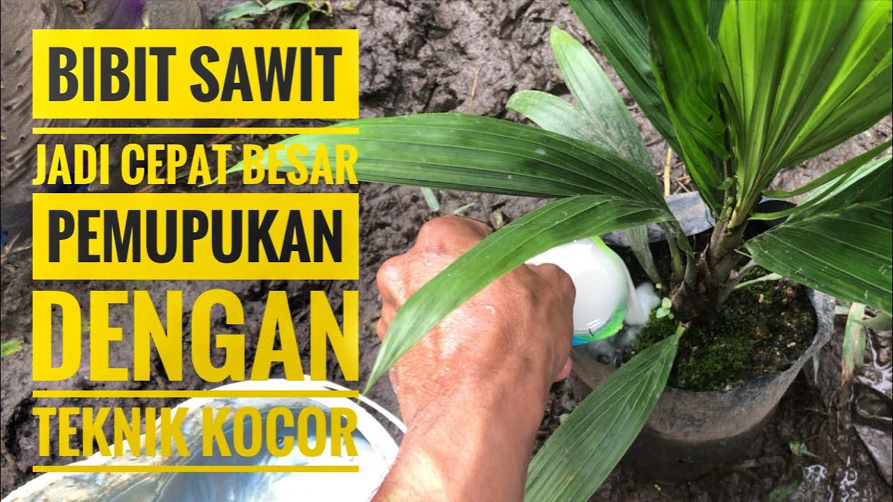 Cara pemupukan bibit sawit yang benar dengan teknik kocor menggunakan NPK yara mila 16-16-16