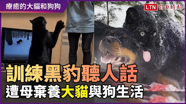 訓練黑豹聽人話！遭母棄養 「大貓」與新家狗狗成良伴 - 天天要聞