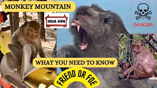 Danger at Monkey Mountain Hua Hin - What you need to Know - Part Two