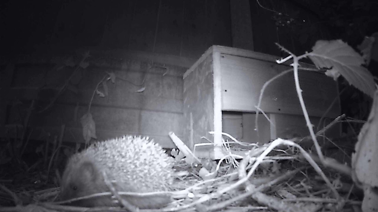 More trail camera footage. YouTube