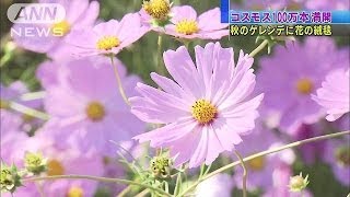 一面鮮やかなピンクに・・・コスモス100万本見頃　富山（13/10/14）
