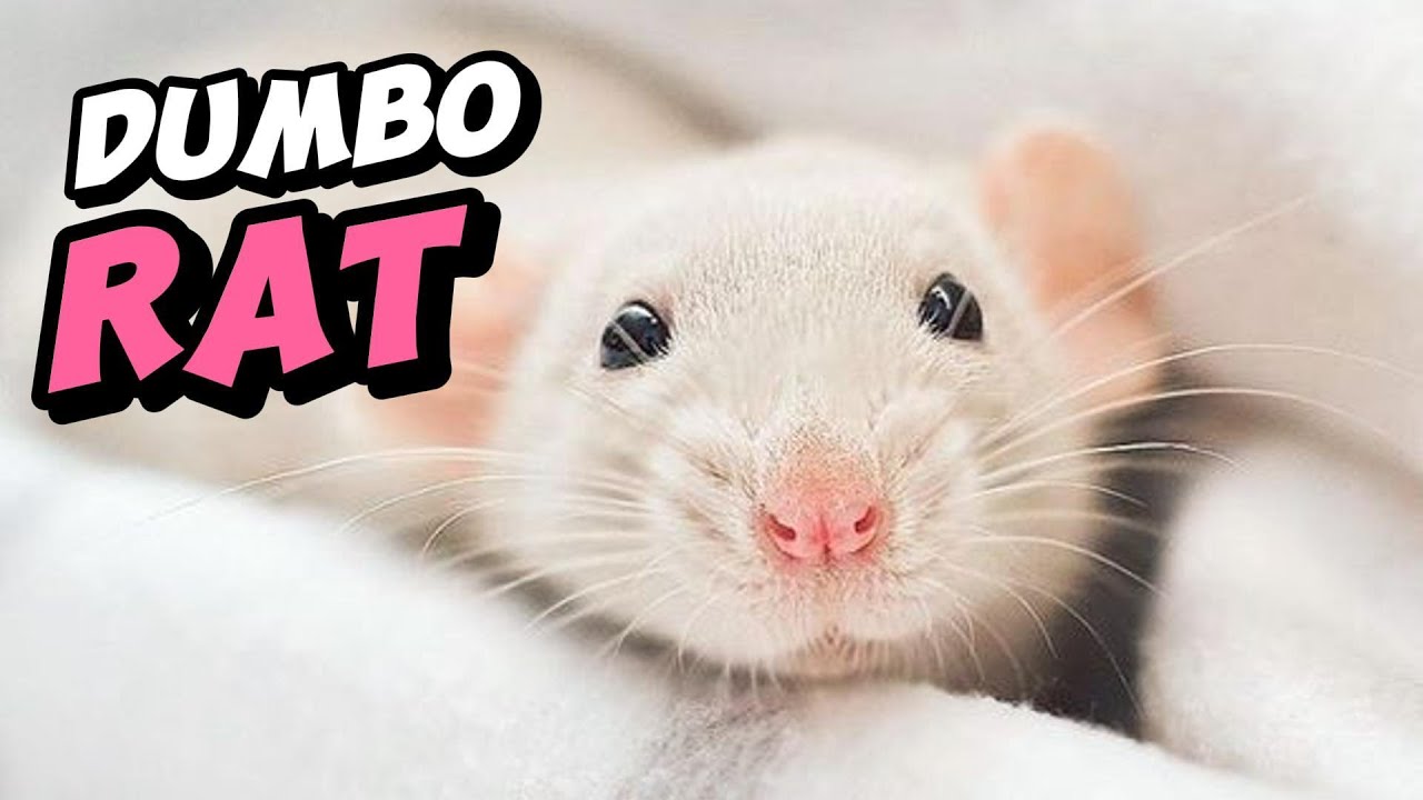 Dumbo Rat Perfect Pet? | All Rat Experts Know This!