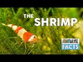 Animal Fact - The Shrimp