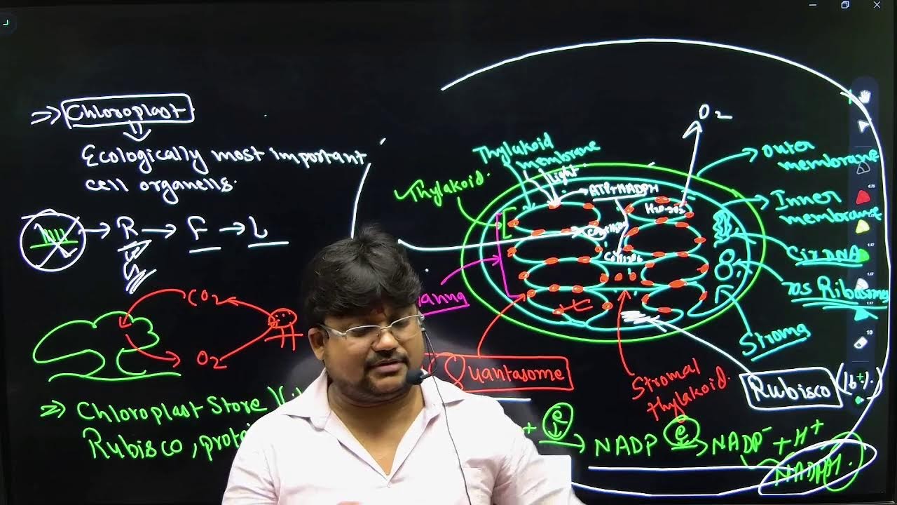 Structure of chloroplast - YouTube
