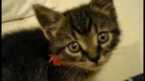 cute kitten or mouse trap