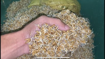 Cách ủ thóc mầm và cách ủ lên men rượu bảo quản cả năm vẫn thơm nức