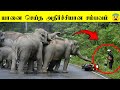 யானை பற்றி தெரியாத அதிர்ச்சி உண்மைகள்! 🐘 பகுதி -2