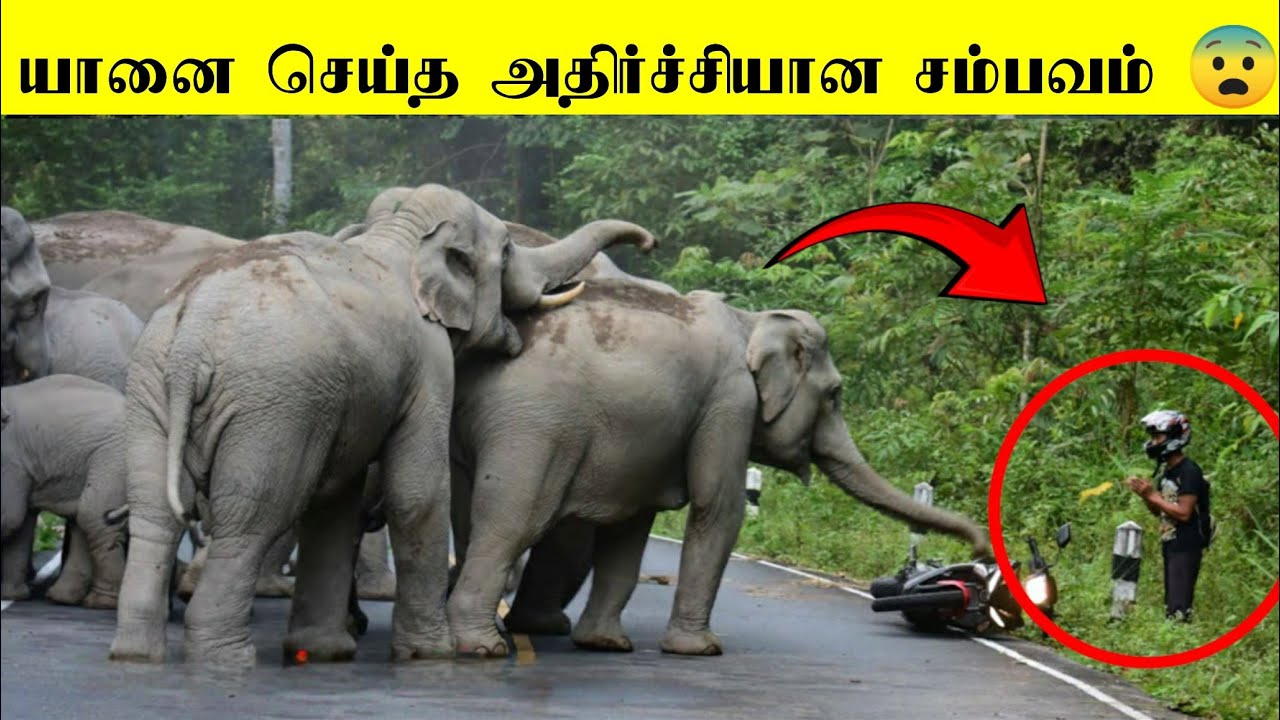 யானை எப்படிப்பட்ட விலங்குனு தெரியுமா?  | யானைகள் செய்த அதிர்ச்சியான சம்பவத்த பாருங்க பகுதி -2 🐘