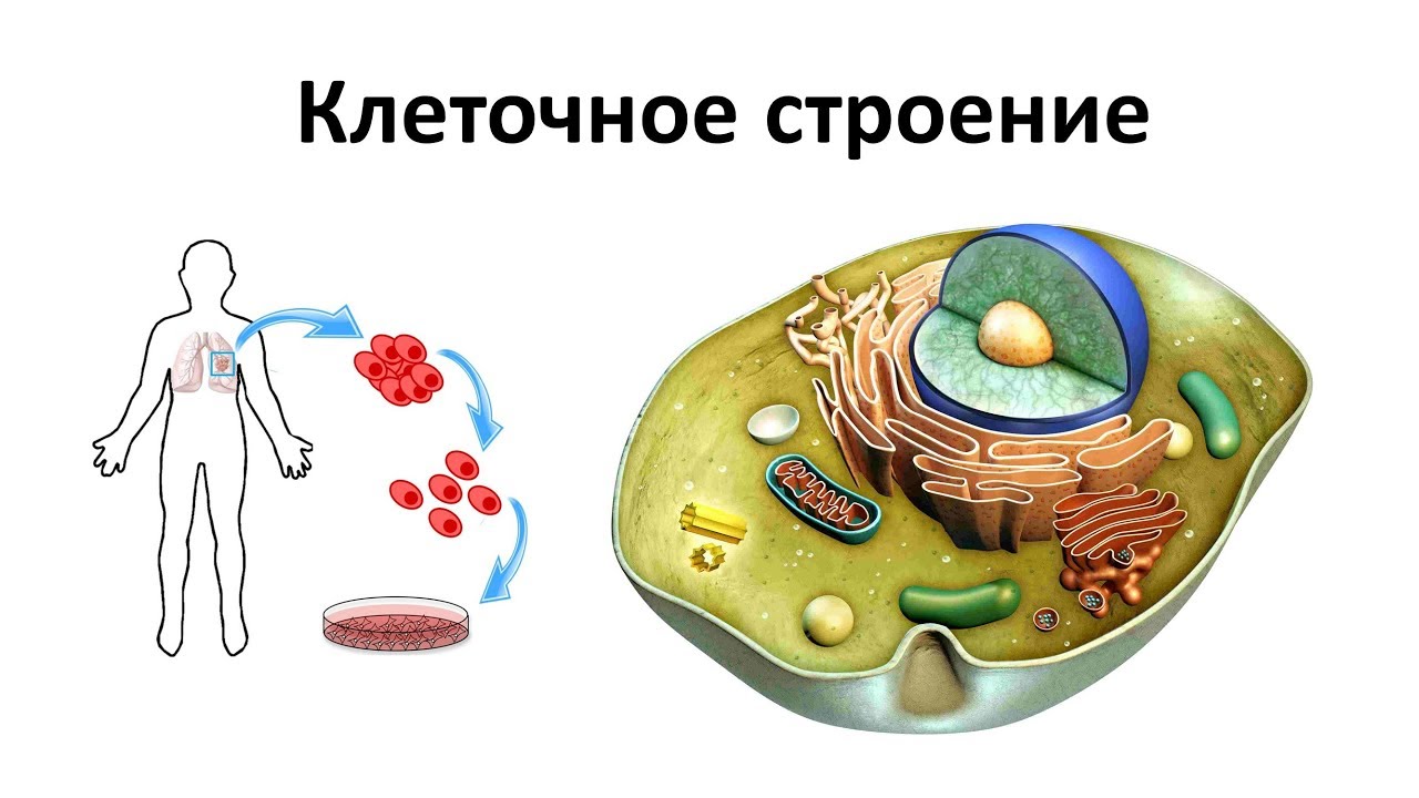 ⁣1. Строение клеток человека (8 класс) - биология, подготовка к ЕГЭ и ОГЭ 2019