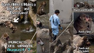 🐒 August 7 |Punch Finally Swims with a Big Jump!🙉UPDATE
