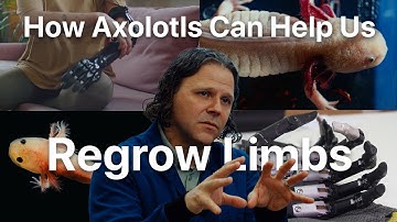 Unlocking the Secrets to Human Limb Regeneration