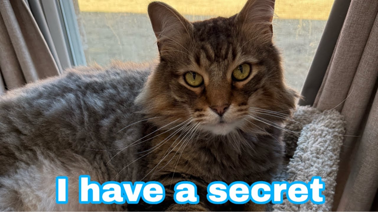 Тигра действительно собирается уйти из социальных сетей???