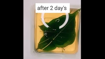 DIY SKELTON LEAF / IN THE ART 🎨Leaf Diy | Leaf Skeleton | How to use leaf for decoration | Leaf Art