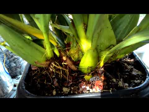 Replantio do Oncidium Catatante Pumpkin Patch, planta com muitas raízes sem espaço no vaso!