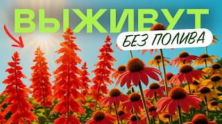 Лучшие Многолетники Для Яркой Клумбы Без Забот
