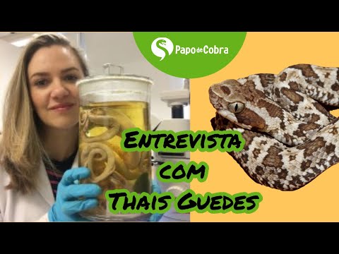Serpentes do Maranhão - Entrevista com Thais Guedes | Papo de Cobra