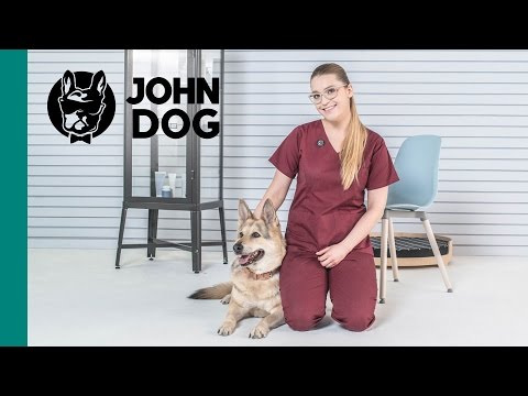 Psi seniorzy: stawy - ZDROWIE PSA - John Dog