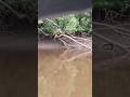 #latepost Menyusuri pinggiran Sungai Kapuas dari Desa Kubu menuju Sungai Sepada (PT Kandelia Alam)