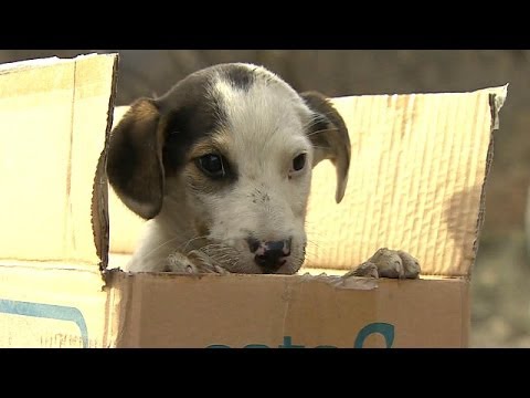 Video: Anfitrión Olímpico Sochi Bajo Fuego Por Plan Para Matar Perros Callejeros