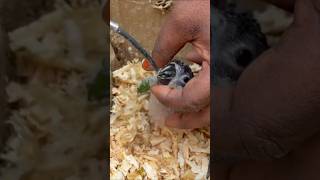 How to feed handfeeding Birds in injection‼️#petmarket#birdsmarket#handfeeding#birdfeeding#petlover