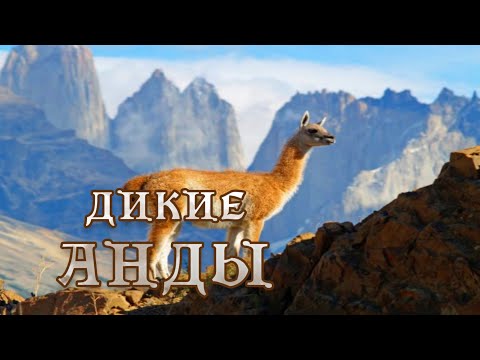 Дикие Анды - Суровый Мир Патагонии. Документальный Фильм 4K 12