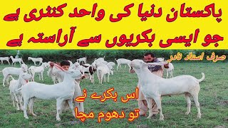 نیو 9 محرم الحرام کی شاندار آفر ٹاپ کلاس گلابی گبھن تیار بکریاں |پاکستان میں دھوم مچا دینے والا بکرا