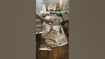 How To Make Mushroom Spore Prints (Easy) #mushroomharvest #tutorial #mushroom  #spore