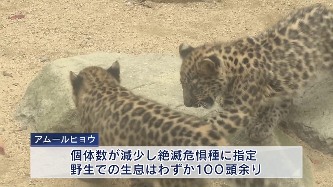 アムールヒョウの3つ子の赤ちゃん 王子動物園で一般公開 Youtube