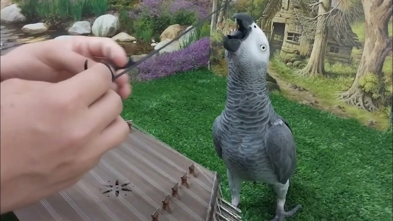 How Do You Entertain Your Parrot??🥰😍😇 YouTube