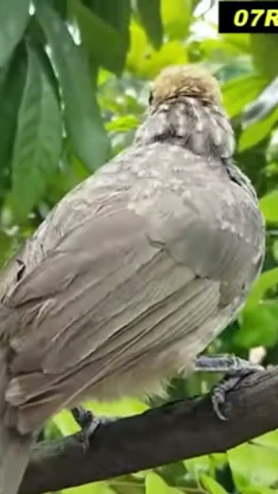 Full 1 Jam❗Suara Burung Cucak Rowo