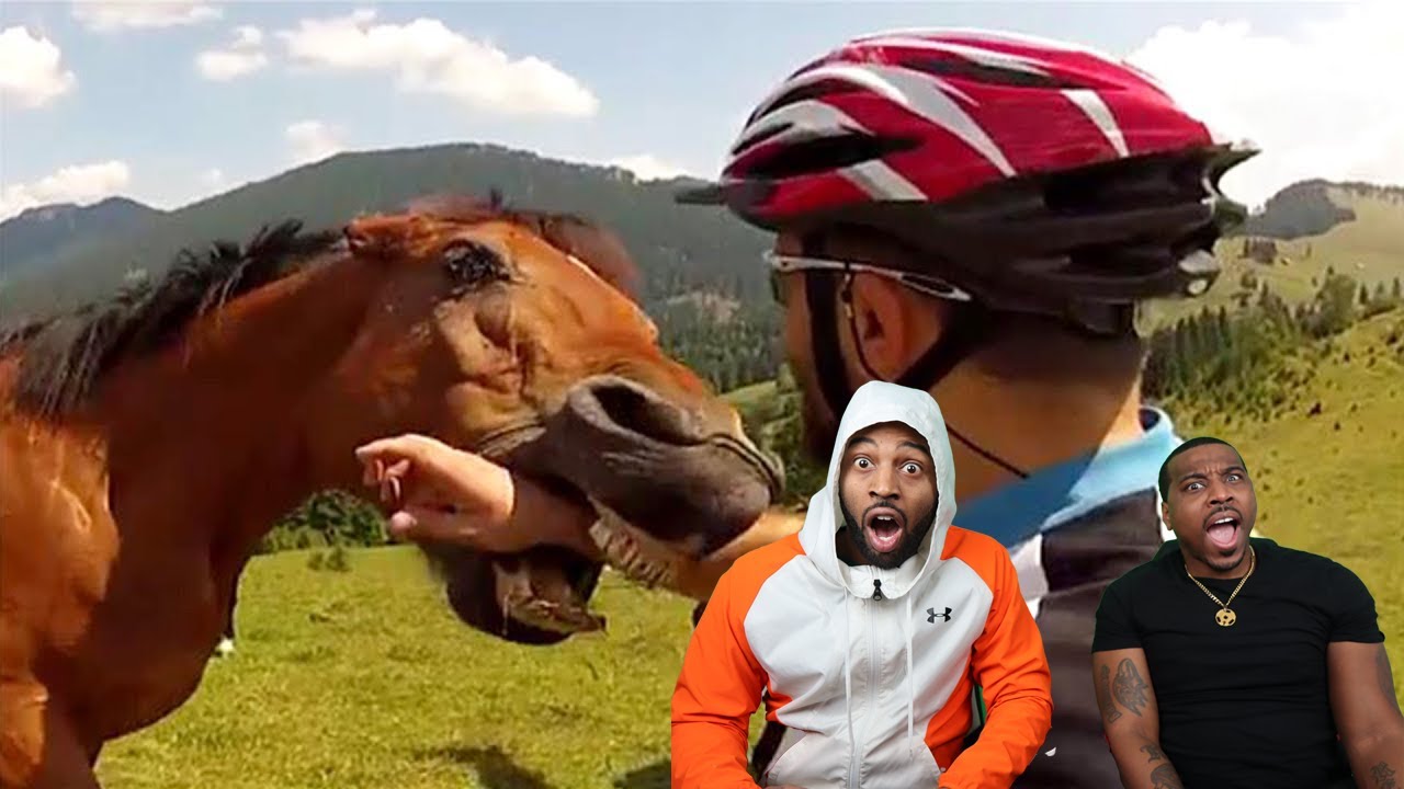 Встречи с животными, но они становятся всё безумнее! 🐴 (Реакция)