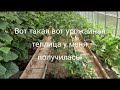 Я выращиваю всё в одной теплице и это не миф, а реальность! Смотрите сами урожайность такой посадки.