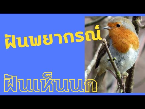 Ready go to ... https://youtu.be/-hrmuTgJPy8?si=1PHnFcEoDoartDHZ [ à¸à¸±à¸à¹à¸«à¹à¸à¸à¸ | dream about bird]