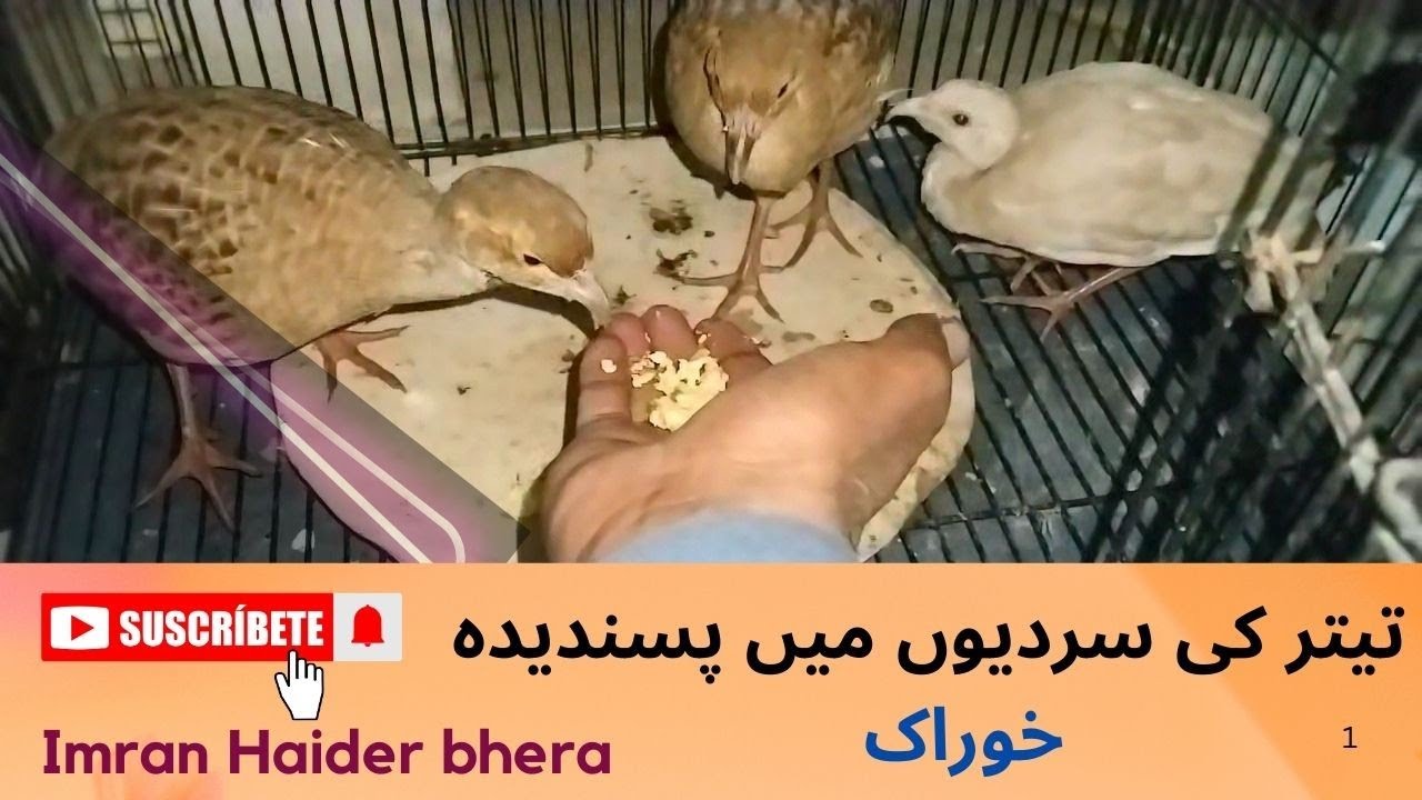 Teetar khorak | Teetar health and flu #teetarawaz #teetarhealth 