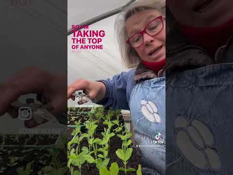 Video: Pinching Out Sweet Peas - Fuller Sweet Peas Through Pinching