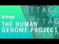 The Human Genome Project | Genetics | Biology | FuseSchool