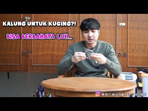 Video: Apakah kucing membutuhkan kalung?