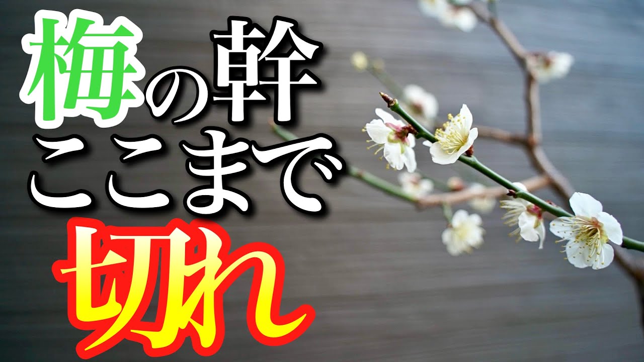 梅を買ったらここまで幹を切ると成長が段違いです