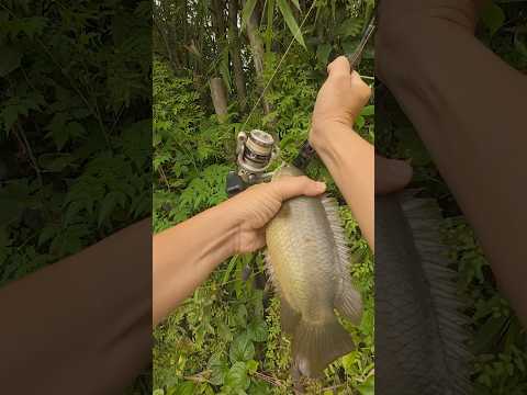 Canh bánh đa cá rô đồng ngon nhức nách #caođàitổng #fishing #caucathugian