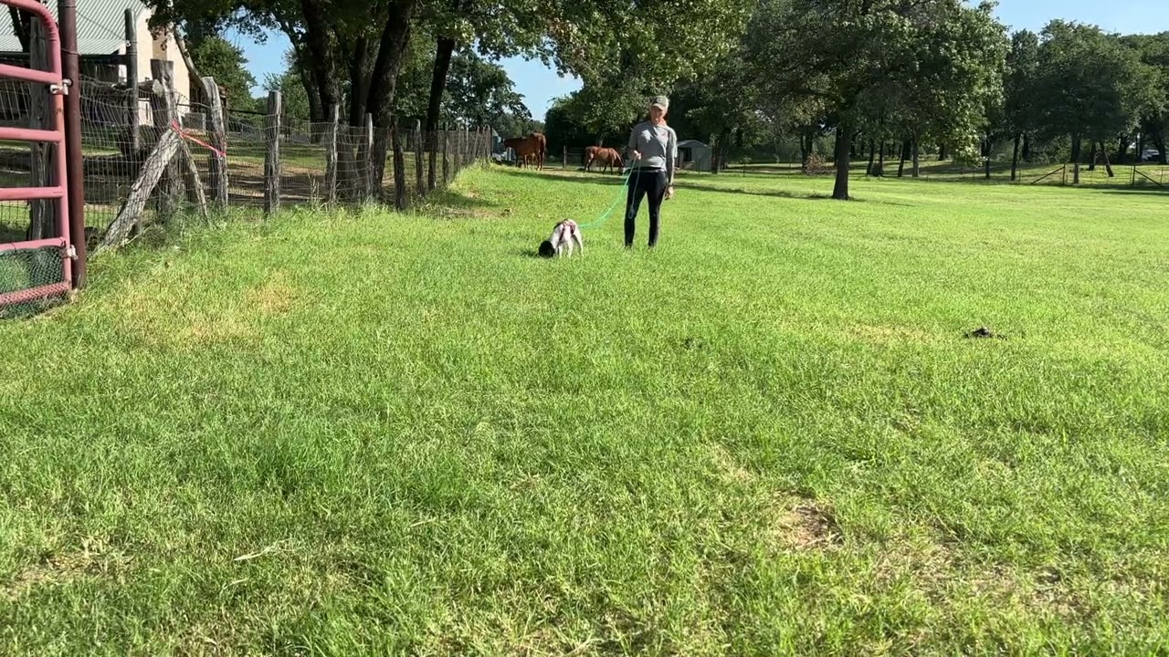 9 week old GSP Deer Blood Tracking session 4 15 yards downwind