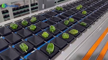 4 lane bell pepper washing sorting grading packing line capsicum sorter grader processing machine