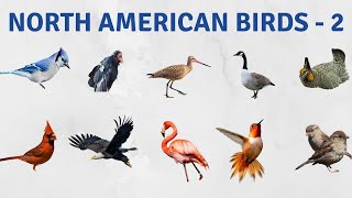 North American birds list  Part 2  I North American birds for kids | Manthan's Animal World