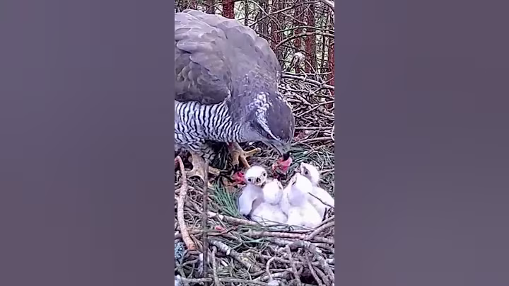 P#470- Review mother birds brings food to feed her babies in the nest, baby birds life #birdslover