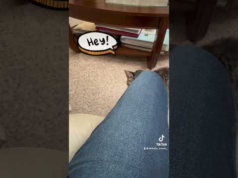 #cats #catvideos #catlover