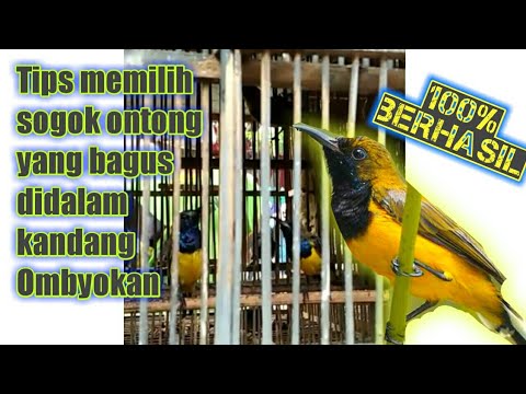 SOGOK ONTONG ombyokan | Tips memilih burung SOGOK ONTONG yang bagus