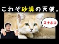 【スナネコ生態】可愛さにも砂漠を生き抜く秘密が。