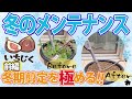 【イチジク】冬の管理（前編）冬季剪定（育て方）