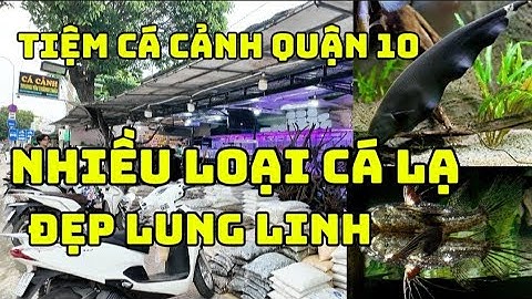 Thiêm Đường Cá Cảnh Quận 10 - Nhiều Loại Cá Lạ Và Rất Đẹp| Tiệm Cá Cảnh Trung Tín Thành Thái Quận 10