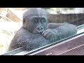 早くも大物の予感⁉︎いつの間にか父ゴリラの次に部屋に入るようになったキンタロウ⭐️Gorilla【京都市動物園】I'm the next strongest after my dad!